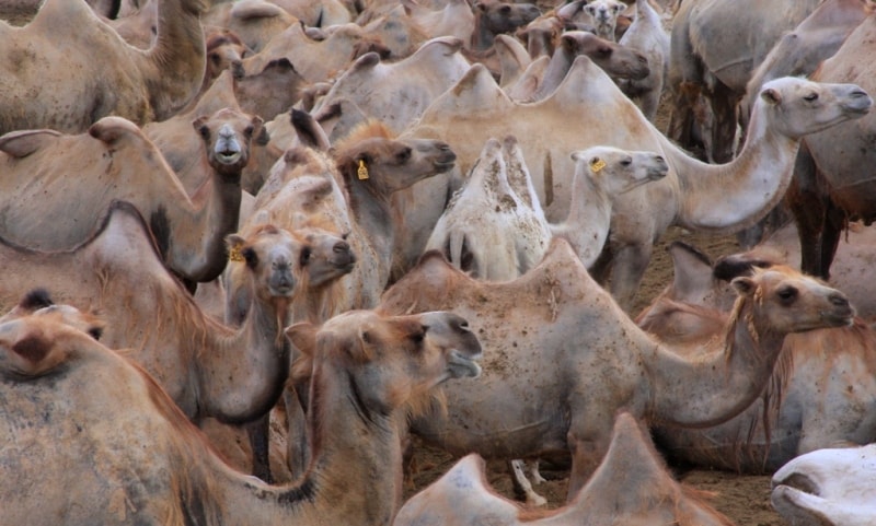 Camels in desert Taukum. Almaty of province.